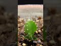 Dragon Fruit Growing Time Lapse - 126 Days in 56 Seconds