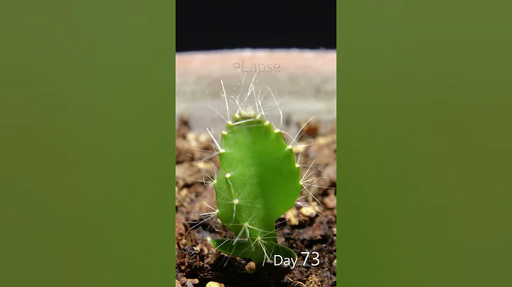 Dragon Fruit Growing Time Lapse - 126 Days in 56 Seconds - DayDayNews
