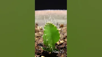 Dragon Fruit Growing Time Lapse 126 Days In 56 Seconds 