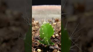 Dragon Fruit Growing Time Lapse - 126 Days in 56 Seconds