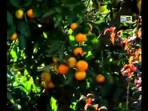 უფლებადამცველი თამაზ ბაკურიძე წარუმატებელ ციტრუსის სეზონს პროგნოზირებს