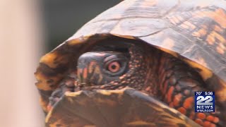 Eversource trains workers to protect endangered turtles