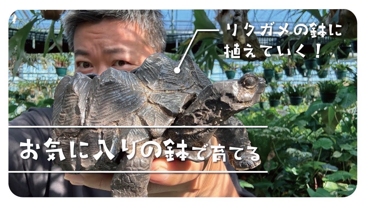 お気に入りの鉢に植えてみないか⁉️