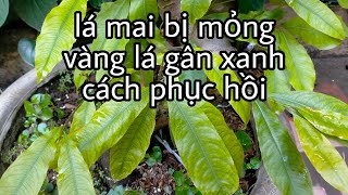 Sử dụng phân bón cho lá Mai dày hơn xanh hơn và bóng mượt hơn