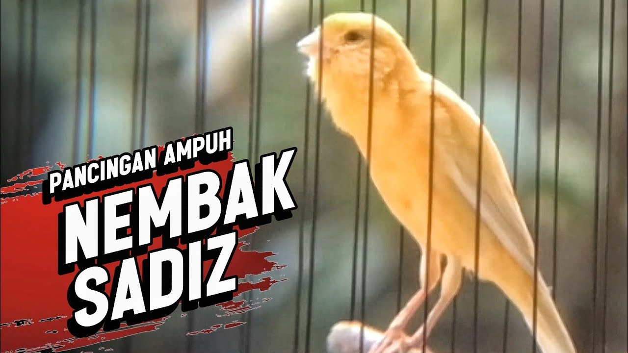 KENARI GACOR PANJANG Emosi Cuit Cuit NGEROL AMPUH utk Pancingan Kenari Paud | Masteran Murai Batu