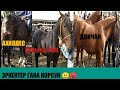 АХИЛЛЕС 🏇ДОНЧАКтын БАЛДАРЫ КЕЛДИ ДОЛЛАРГА СООДА БОЛДУ Озгон 23/09/2019