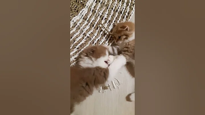 Watch the video about #cat #kitten #cutecat #british