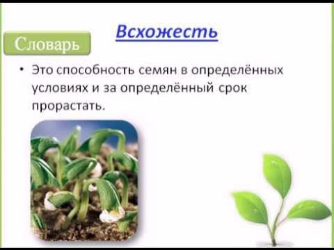 Тест по теме прорастание семян 6 класс