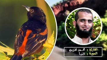 سورة النبأ | الشيخ محمد المزين | الختمة المرتلة .HD