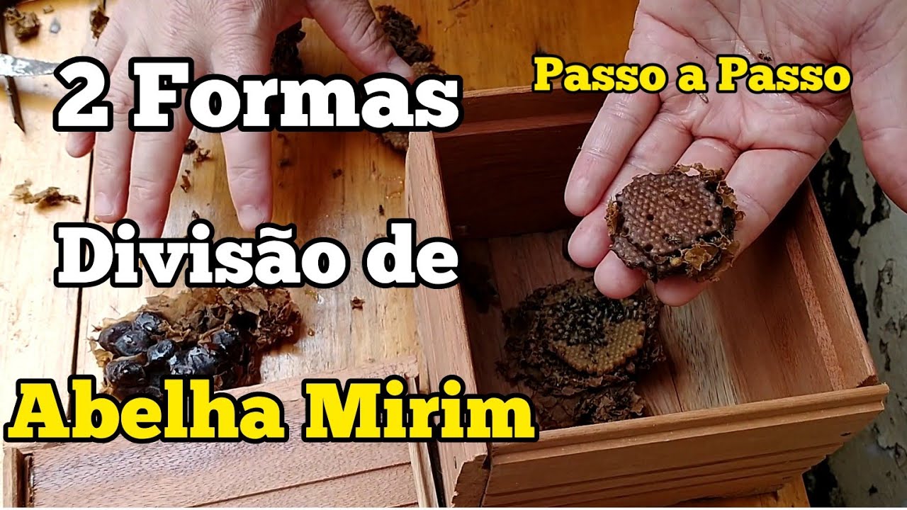 COMO FAZER DIVISÃO DE ABELHA MIRIM....