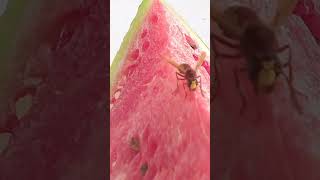 Enjoy your meal and have a good honey, said a Karagandy local to a bee on a watermelon on August ...