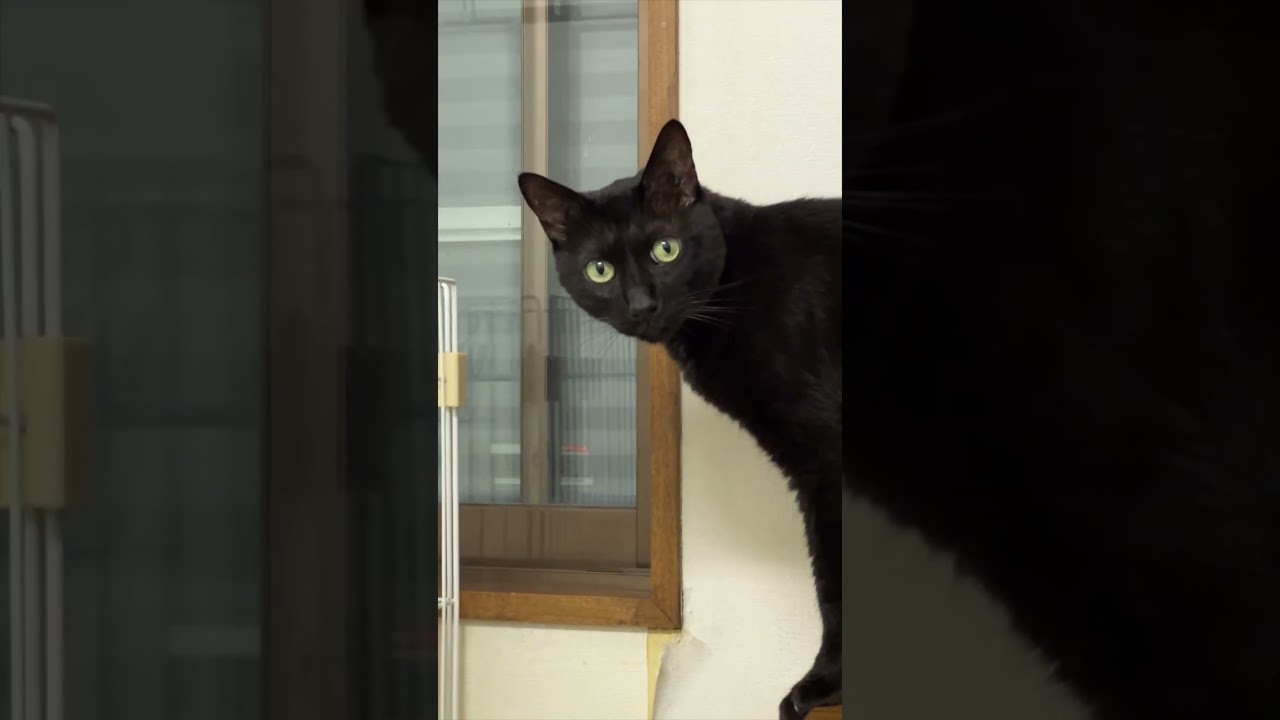 MiniVlog1197 - Our cat meows A LOT... よく喋る黒猫様 #shorts