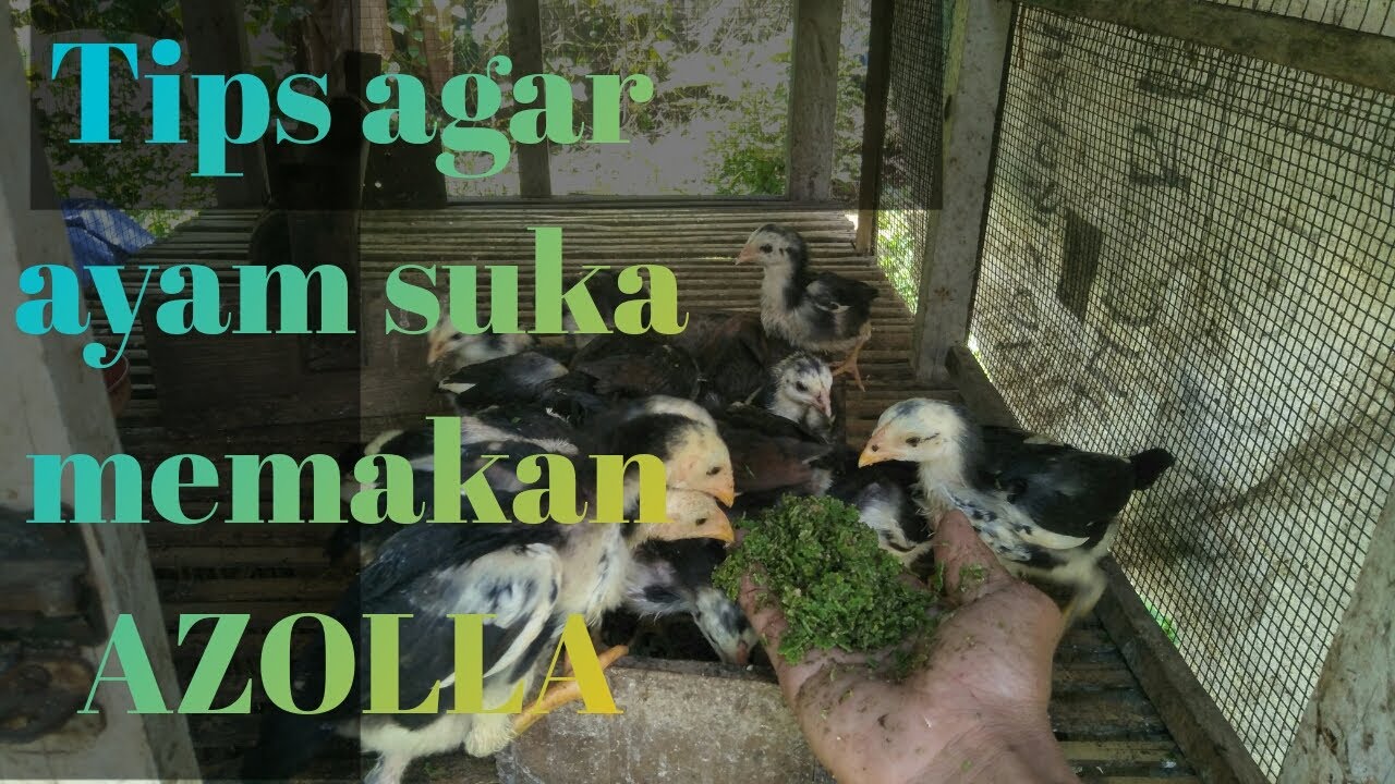 Tips sederhana agar ayam suka memakan azolla