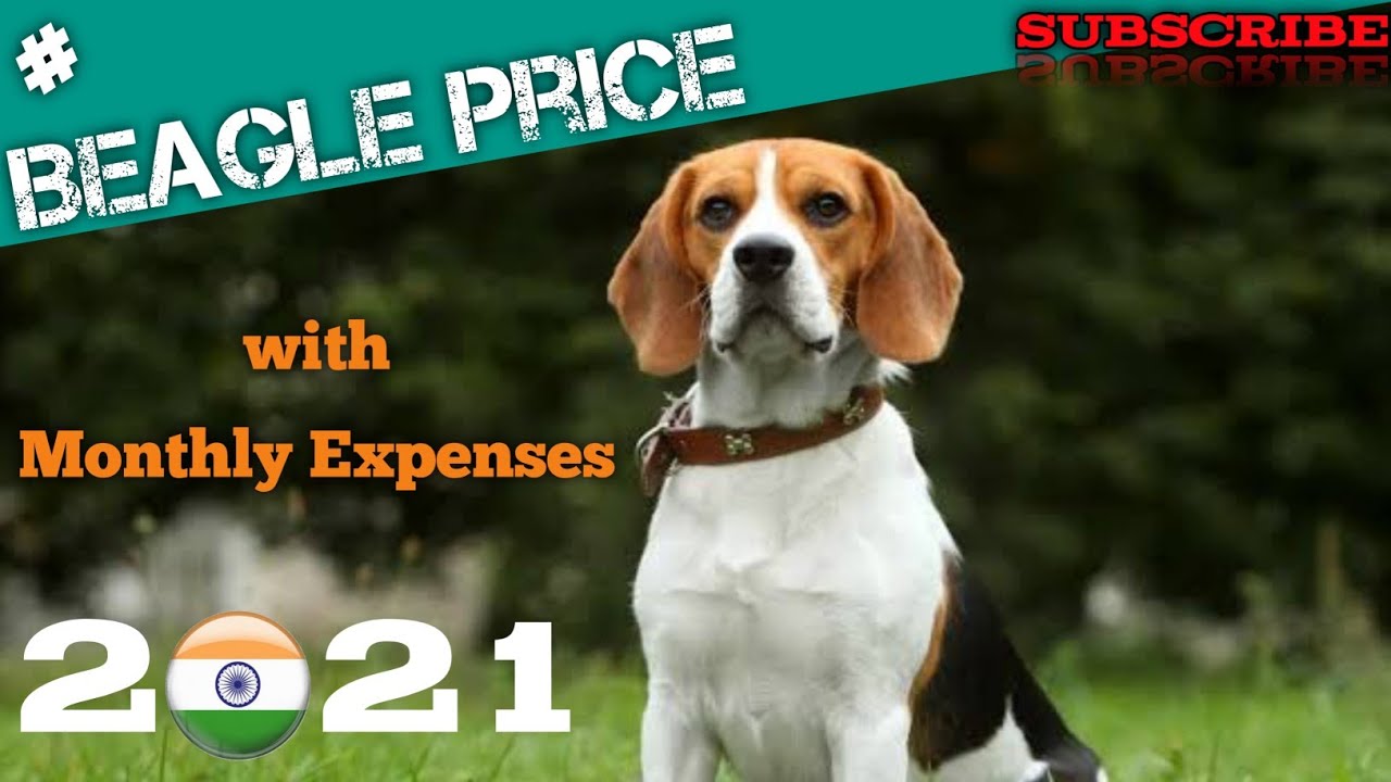 Beagle Dog Price in India 2021 with Monthly Expenses | About Beagle Dog Breed | AP Dogs Channel