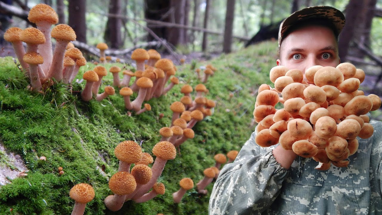 Какие грибы собирают в апреле