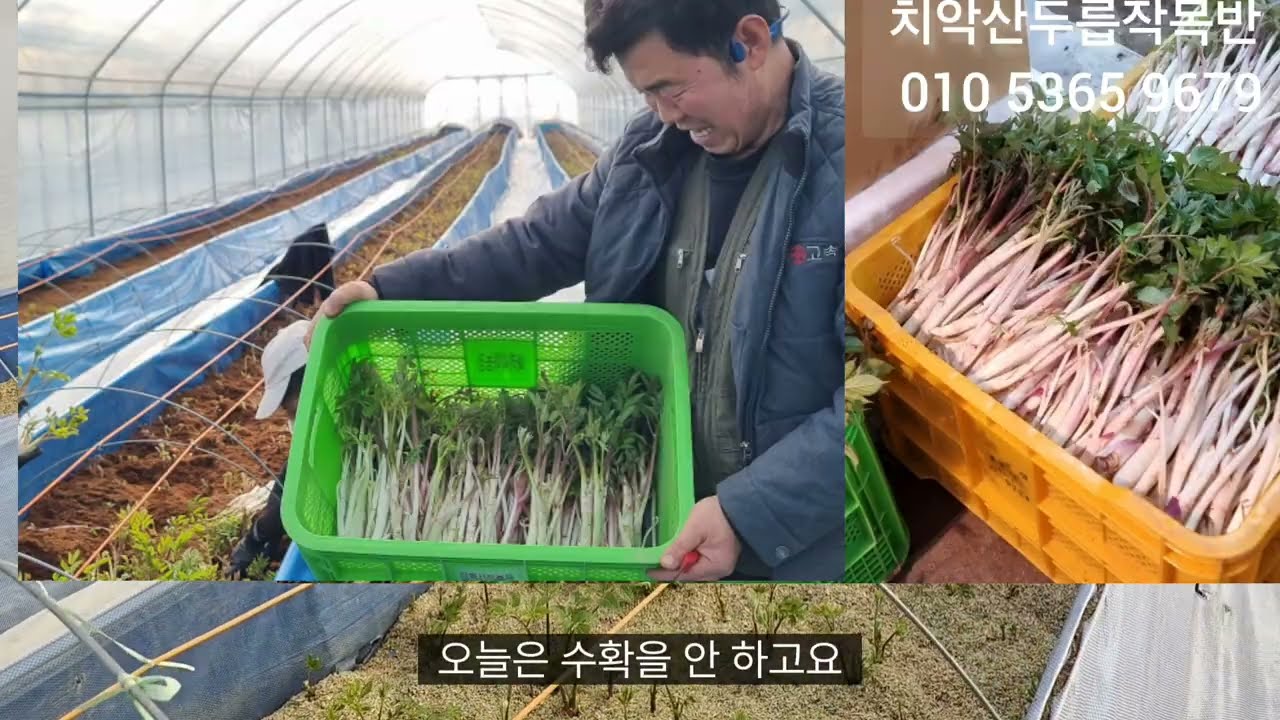 🍒겨울철 땅두릅 재배현장/작목반이야기 