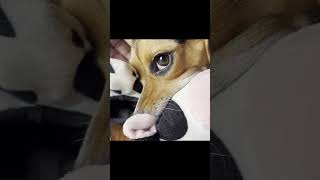 PANSY PUPPY POWER EP225 '#PANSY,  DAY 9 POST SURGERY #ZOOMIES + #MARYMOOCOW'  #PANSYPUPPYPOWER by Titans Media  17 views 3 weeks ago 1 minute, 37 seconds