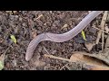 uma das espécies de anfisbenas conhecida como cobra 🐍 de duas  cabeças #anfisbenas 18/09/2021