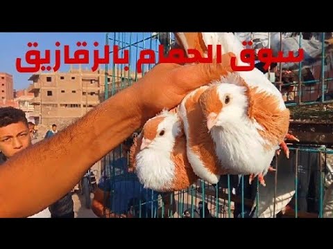 حلقة سوق الحمام بالزقازيق الجمعة ٧ ١١ ٢٠٢٥