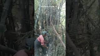 Proses Pemotongan Bambuviral gergaji Mesin