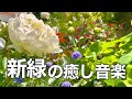 【新緑の癒しBGM】心がふっと落ち着くカフェタイム|やさしいピアノで癒されるリラックス音楽