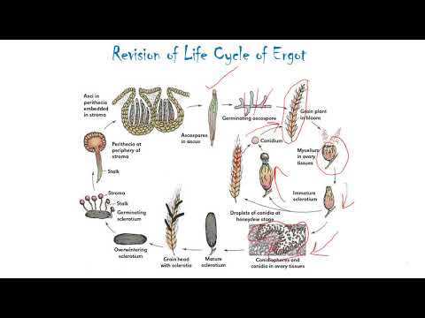 Life cycle of Ergot : a quick revision