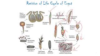 Life cycle of Ergot : a quick revision screenshot 5