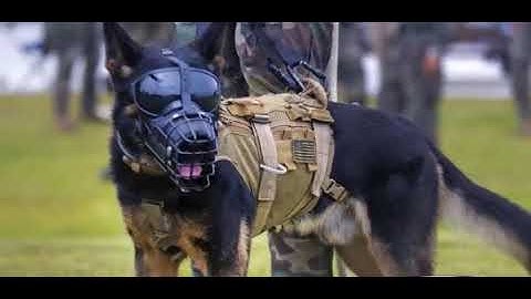 Augmented reality for dogs The U S  Army has commissioned Command Sight to develop an augmented real