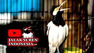 JALAK SUREN PALING JOS UNTUK MEMICU BUNYI JALAK SUREN LAIN DENGAN CEPAT LANGSUNG GACOR