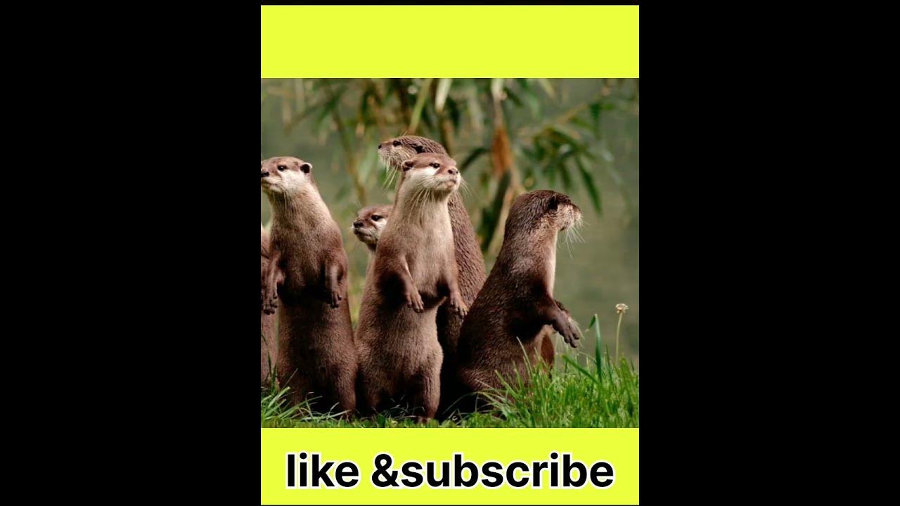 kaun sa word hai Jiska Pankh sabse bada haishorts short video 