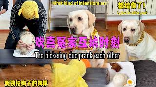 欢喜冤家互坑时刻 The bickering duo prank each other#搞笑汪驾到#萌寵#寵物#搞笑#拉布拉多 #doglover #Labrador #labrado #dog