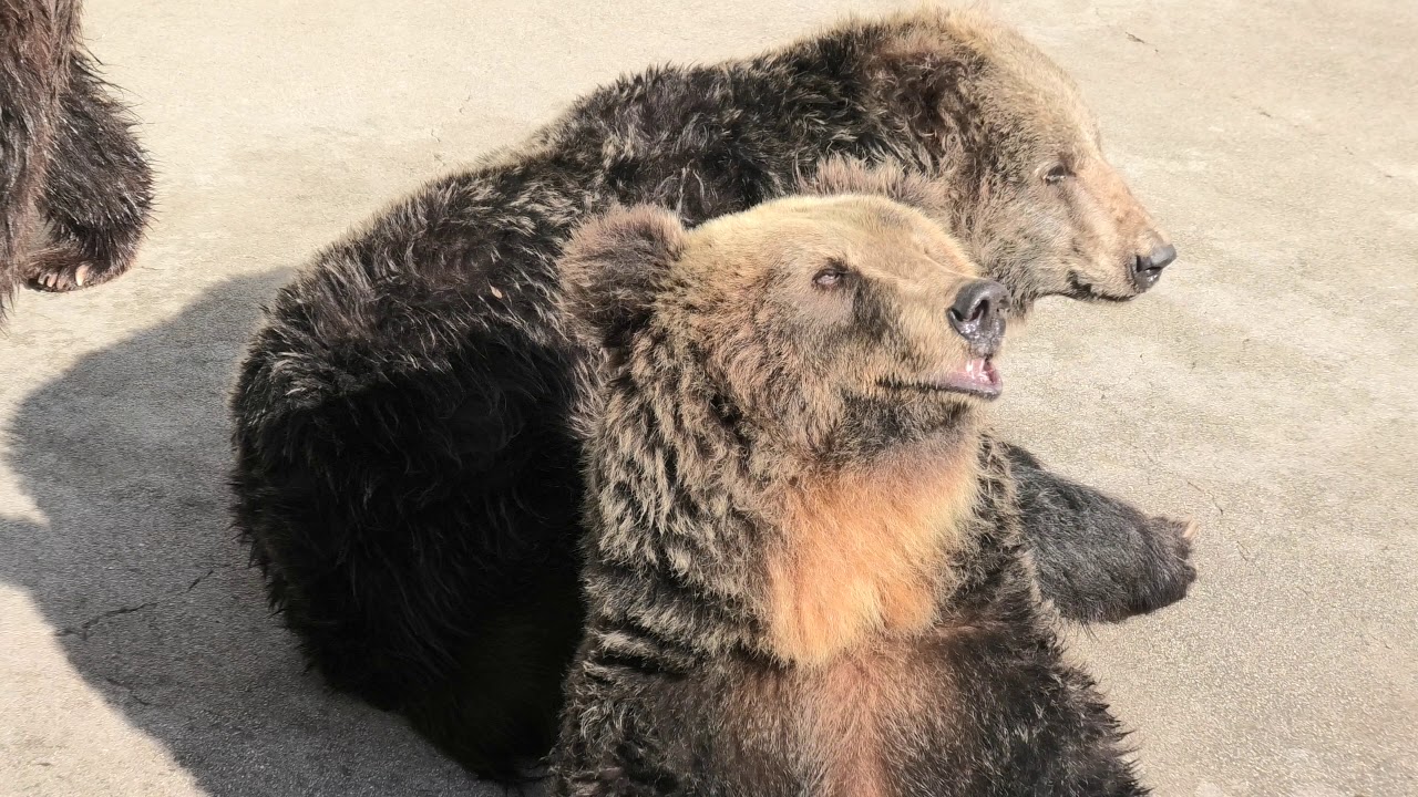 エゾヒグマ (阿蘇カドリー・ドミニオン) 2019年12月7日 | ZFC.jp