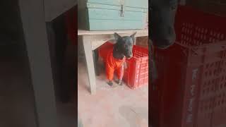 My Cute Dog Like And Subscribe Me नमसत