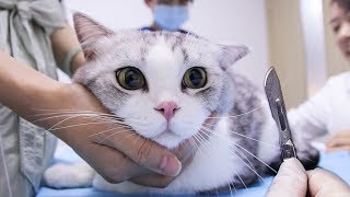 Kitten getting neutered and cried, and even abandoned by his brothers at home. | SanHua Cat Live