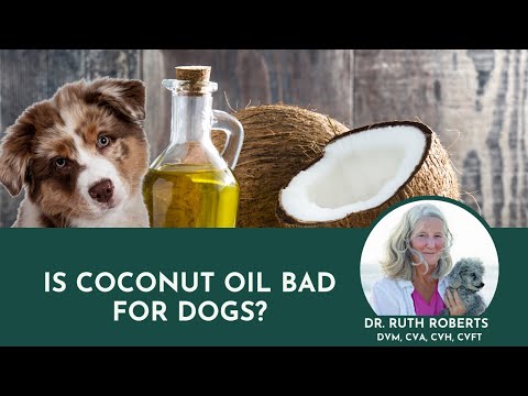 वीडियो: कुत्तों और बिल्लियों के लिए नारियल का तेल? द बैड एंड गुड
