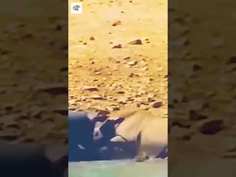 Rhino vs Hippopotamus