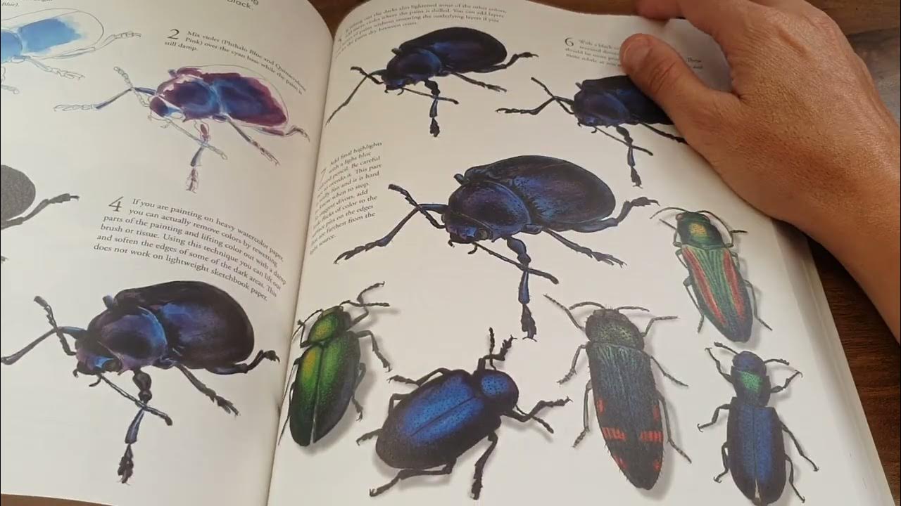My FAVOURITE BOOK on DRAWING ever! The Laws Guide to Nature