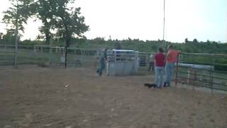 roping horse for sale cowboy