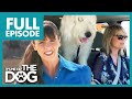 Owner cant handle labradoodles rambunctious behavior  full episode usa