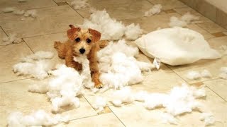 THE FUNNIEST and CUTEST DOGS IN THE entire WORLD! - Funny and cute DOG compilation