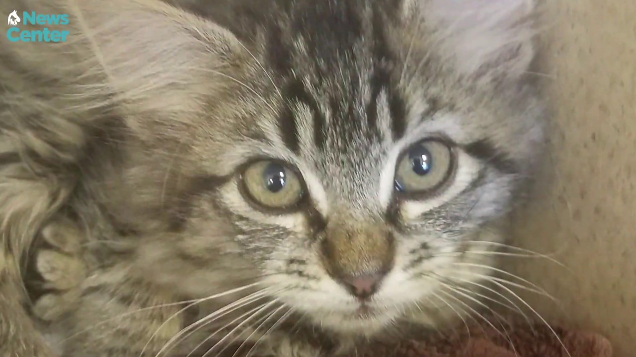 Storm Drain Kitten Rescue