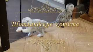 Шотландские котята (Scottish kittens) 6 недель / Скоттиш фолд (Scottish Fold) Шотландские котята (Scottish kittens) 6 недель / Скоттиш фолд (Scottish Fold)