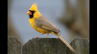 Rare yellow cardinal spotted in Alabama