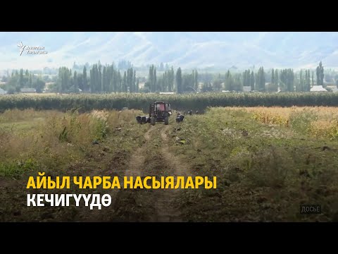 Video: Айыл чарбасы: Блинный жумалыгы. Россияда май өсүмдүктөрү