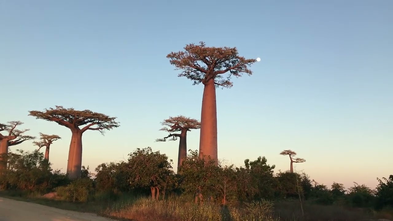 オレンジ系最新最全の D26 バオバブの木 アダンソニア ディギタータ 抜苗 セネガル 星の王子さま 植物 観葉植物 インテリア 住まい 小物オレンジ系 12 150 Jkkniu Edu