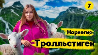 НОРВЕГИЯ.ЛЕСТНИЦА ТРОЛЛЕЙ. Обзорная площадка Trollstigen. Овцы и мост.