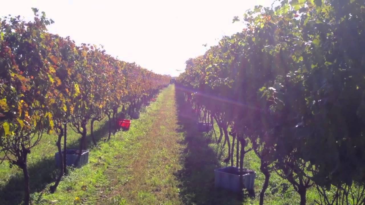 HInterbrook Harvest 2012