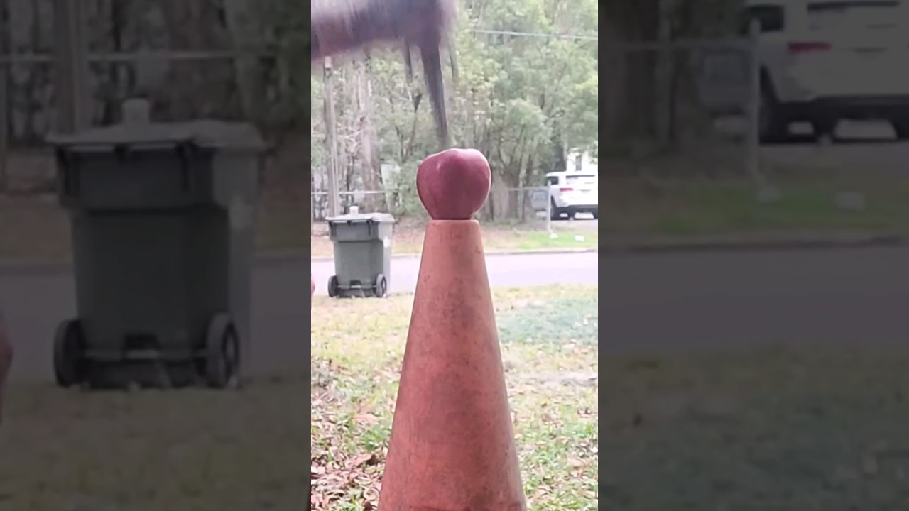 CERBERUS SPLITTING AN APPLE 🍎 