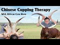Chinese Cupping Therapy with African Cow Horn