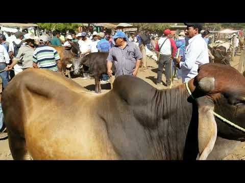 Comprando Toros Gyr con Brahman El Salvador